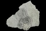 Crinoid (Platycrinites) Fossil - Crawfordsville, Indiana #125923-1